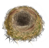 Great tit nest